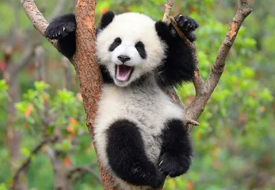 Веселая панда с мегафоном стоковое фото ©julos 30021903