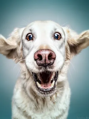 веселая собака Stock Photo | Adobe Stock