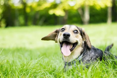 веселая собака маленького размера на синем фоне Стоковое Изображение -  изображение насчитывающей собака, мило: 220353475