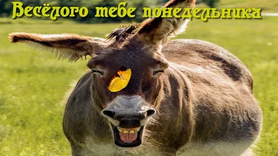 Юмор online - Чудесного понедельника 😃 | Facebook