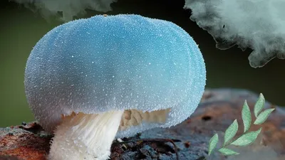 Веселые грибы, светятся, сказочный …» — создано в Шедевруме