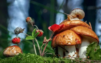 Самые красивые грибы в мире #shorts #short #glowing #mushroom #video #fyp  #viral #youtubeshorts - YouTube