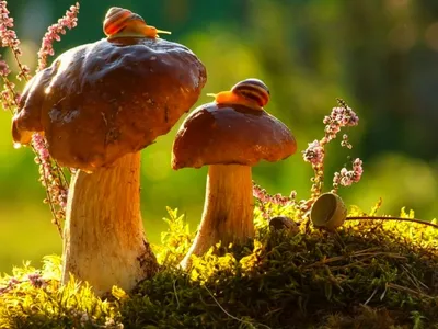 Весёлые» грибы для хорошего настроения | Грибы: собираем, готовим, едим |  Дзен