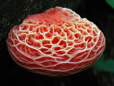 Красивые и пугающие. Посмотрите на фото самых необычных грибов на планете |  РБК Life