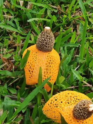 Самые красивые грибы в мире