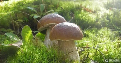 Красивые и пугающие. Посмотрите на фото самых необычных грибов на планете |  РБК Life