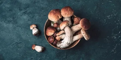 Самые красивые и необычные грибы в мире _russian.china.org.cn