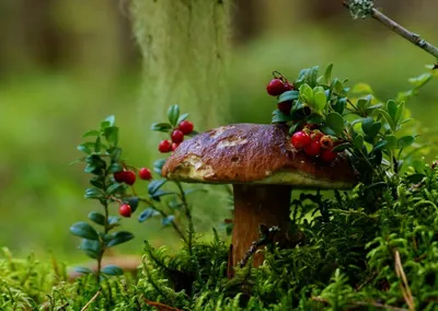 Семейка / Мухоморы самые красивые грибы !