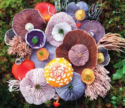 Милые арты грибов - 29 фото