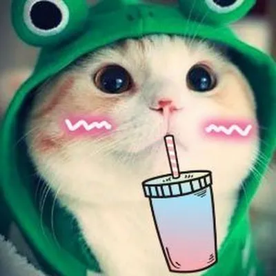 Пин от пользователя Sergey на доске Ваши пины | Смешные фотографии  животных, Смешные кошачьи мордашки, Смешные фотографии кошек