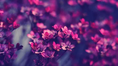 Картинки по запросу красивые картинки на рабочий стол | Purple flowers  wallpaper, Tumblr wallpaper, Hipster wallpaper