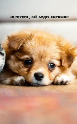 Картинки \"не грусти\" (35 ФОТО) ⭐ Наслаждайтесь юмором! | Cute dogs,  Puppies, Dogs