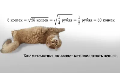 Котики и математика: мемы и не только | Онлайн поневоле | Дзен