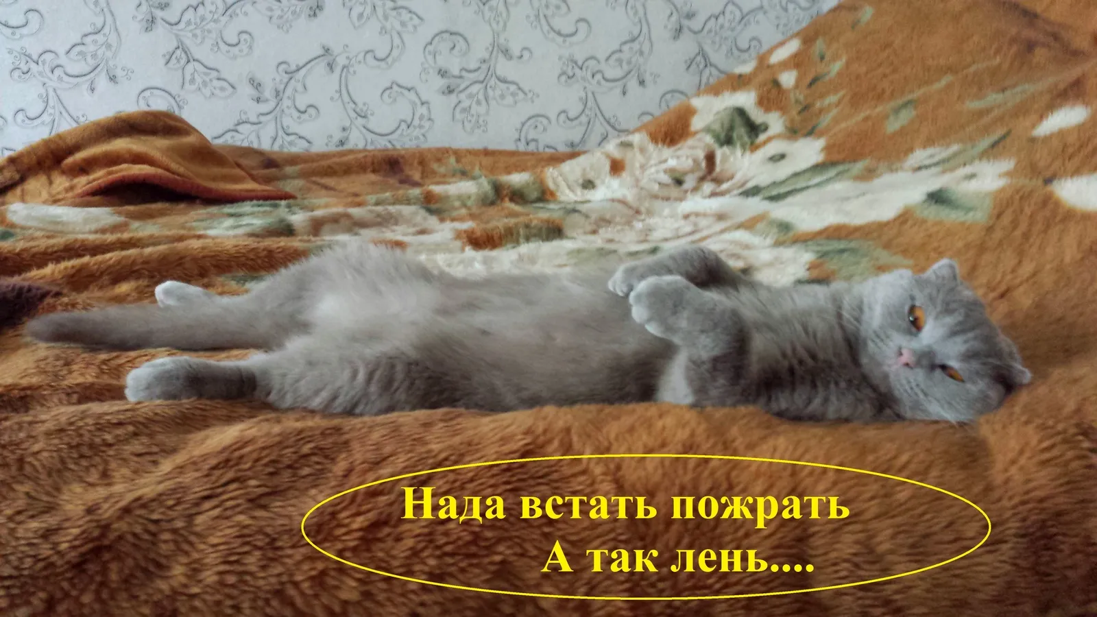 Ленивые коты. Просыпайся ленивый кот. Кот пора просыпаться. Пора вставать. Просыпайся лень