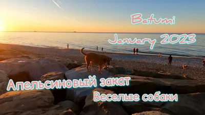Батуми. Январь 2023 года. Апельсиновый закат на море и веселые собаки. |  Margarita SoulHealer Nenakhova | Дзен