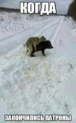 Веселые картинки про охоту фотографии