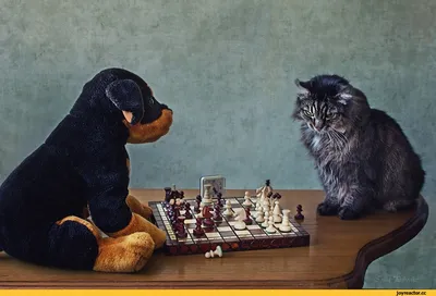 шахматы :: котэ (прикольные картинки с кошками) / смешные картинки и другие  приколы: комиксы, гиф анимация, видео, лучший интеллектуальный юмор.
