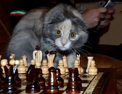 Мультяшные шахматы - 71 фото