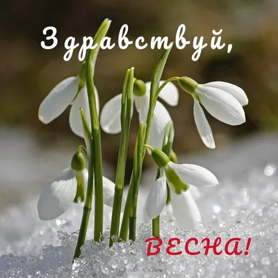 Красивые картинки - Привет, весна! - RozaBox.com | Весна, Картинки, Летние  принты