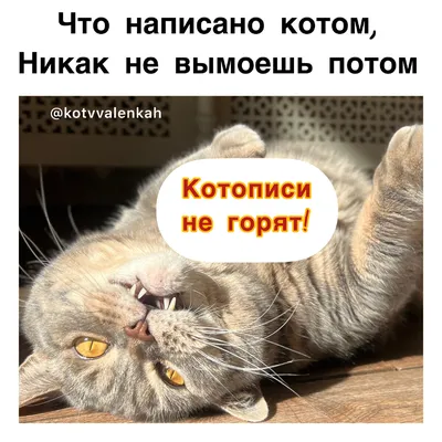 Мемы субботы, или как понять женщин?😼 | Кот в валенках Марсель | Дзен