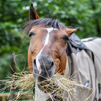 Красивые и грациозные, умные и добрые\" - всё это лошади, которых я снимаю  на просторах Алтая | Фотопутешествия | Дзен