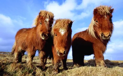 Самые красивые северные аборигены: Мезенские лошади | По России с Позитивом  | Дзен