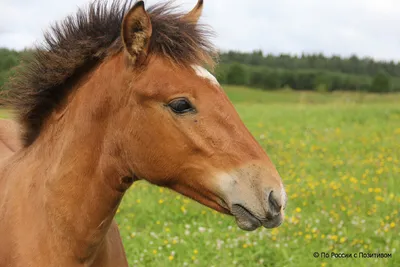 Про100 красивые ЛОШАДИ — Разное | OK.RU | Horses, Cute horses, Miniature  horse