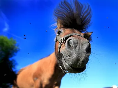 Забавные головные уборы в виде животных для косплея, коричневая маска лошади,  голова лошади, забавные реквизиты для представлений Tiktok | AliExpress