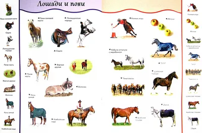 Интересные факты о коже лошадей