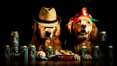 Обои для рабочего стола Ретривер собака забавные две шляпе Животные