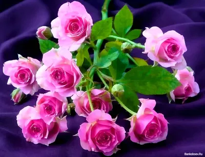 красивые цветы розы египетской обои Фон Обои Изображение для бесплатной  загрузки - Pngtree