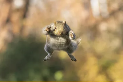 Опубликованы фото победителей конкурса Comedy Wildlife Photography Awards  2022 | РБК Life