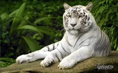 Красивые картинки животных (44 фото) • Прикольные картинки и юмор | Обои с  животными, Белые тигры, Животные