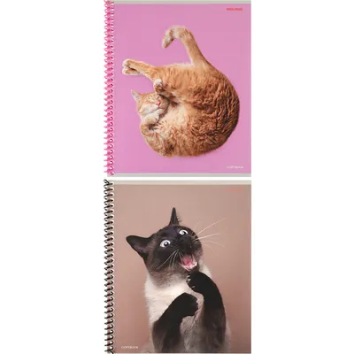 Прикольные картинки с котами (56 фото)