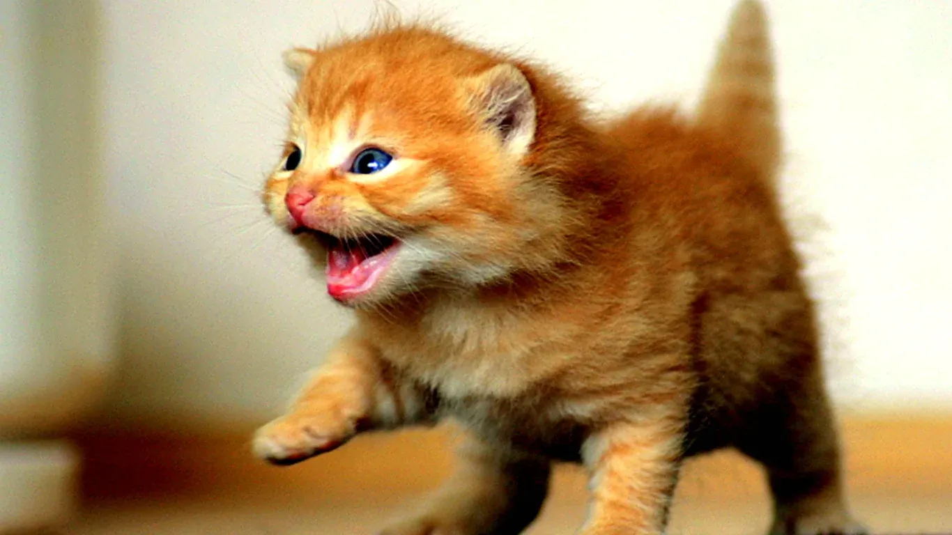 Смешные котята. Котики приколы. Смешной рыжий котенок. Милые котята с надписями.