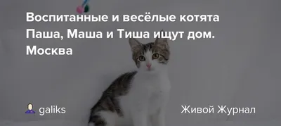Цифра на полянке «Веселые котята» с гелиевыми шарами — Новошар. Шары в  Новосибирске