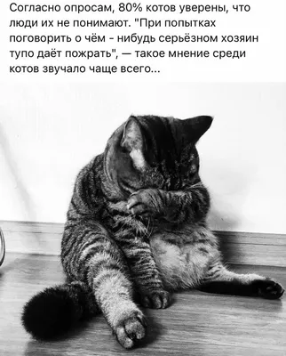 Картина по номерам Веселые котята в корзинке, Raskraski, GX36646 -  описание, отзывы, продажа | CultMall