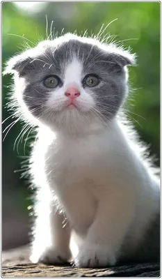 Веселые котята - забавные картинки | фото #0016 | Котята, Красивые кошки,  Иллюстрации кот