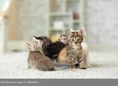 Смешные котята стоковое фото. изображение насчитывающей горизонтально -  54735772