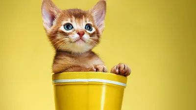Веселые Котята Счастливый Кот Мечтает О Мыши Баннер — стоковая векторная  графика и другие изображения на тему В помещении - iStock