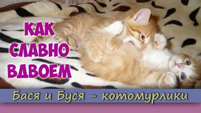 Три Кота. Котята-непоседы. Веселые истории - купить с доставкой по выгодным  ценам в интернет-магазине OZON (232927659)