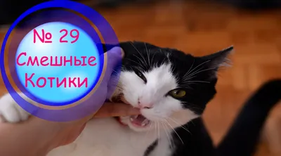 Мягкая игрушка Cats vs Pickles Веселые котики и огурчики (в ассорт., в  диспл.) (V1002-361) Купить по цене 195 грн грн. в Украине |  Интернет-Магазин ROZUM