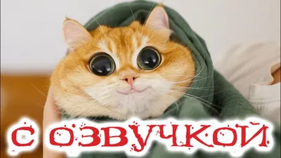 Пазл 4 в 1 Trefl Смешные котики купить по цене 279 грн. в интернет-магазине  antoshka.ua