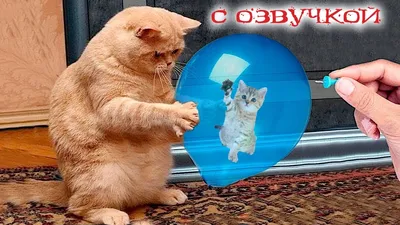 Смешные коты, которые поднимают настроение # 119 | Котята, Кошки, Животные
