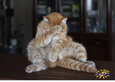 Значки Мемы с Котиками. Смешные коты ВТренде 144944466 купить за 170 ₽ в  интернет-магазине Wildberries