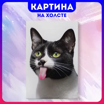 Веселые коты | Decorel