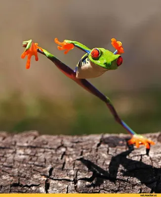 Веселые летающие лягушки» — создано в Шедевруме