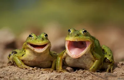 Две веселые лягушки | Пикабу