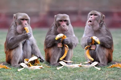 Смешные обезьянки обжоры! Смотри и смейся! | МанкиБлог | Дзен