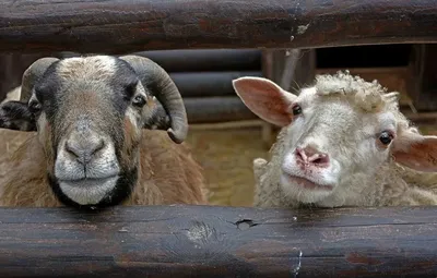 Веселый чехол для iPhone 4/4S - Смешные овечки — купить в интернет магазине  | Цена | Киев, Одесса, Харьков, Днепр